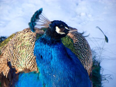 Blue the head of the peacock crown