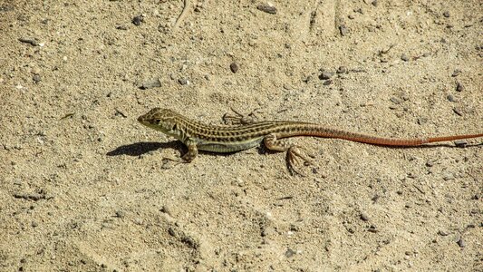 Sand wildlife nature