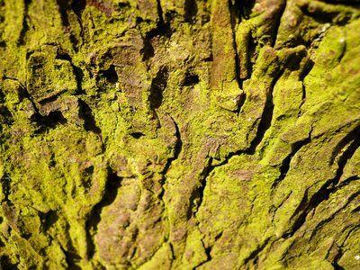 Bark tree moss photo
