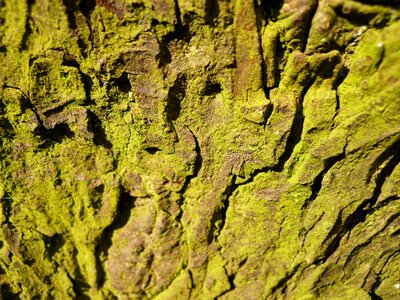 Bark tree moss