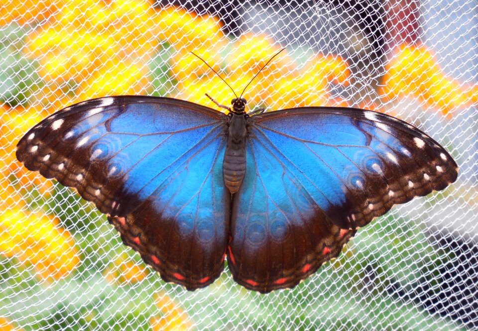 Butterfly flower blue