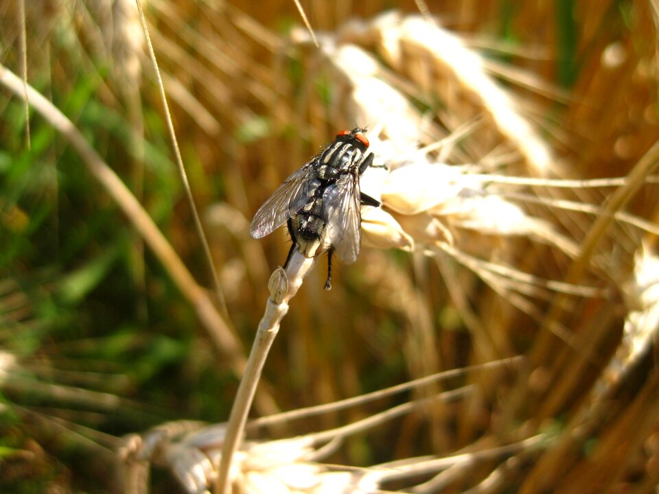 Field nature field crops