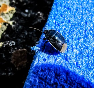 Metallic insect visitor