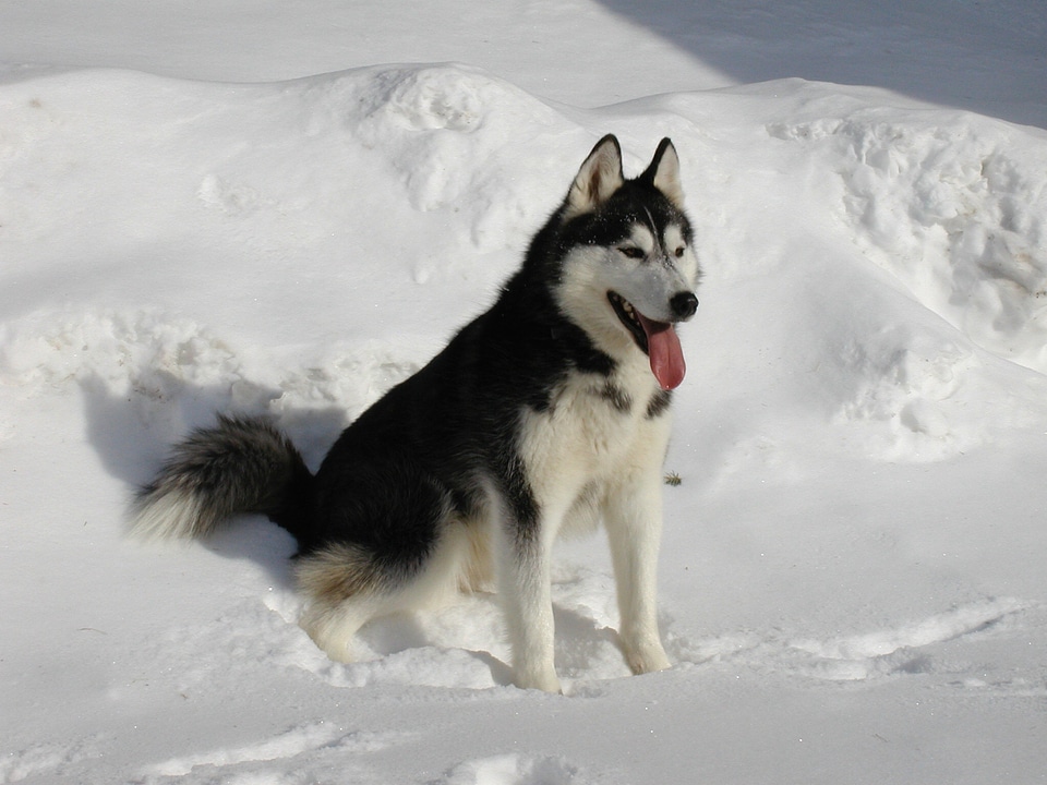 Husky siberian winter