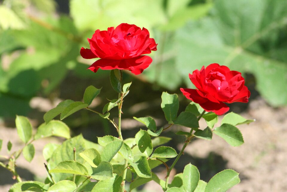Red rose nature green