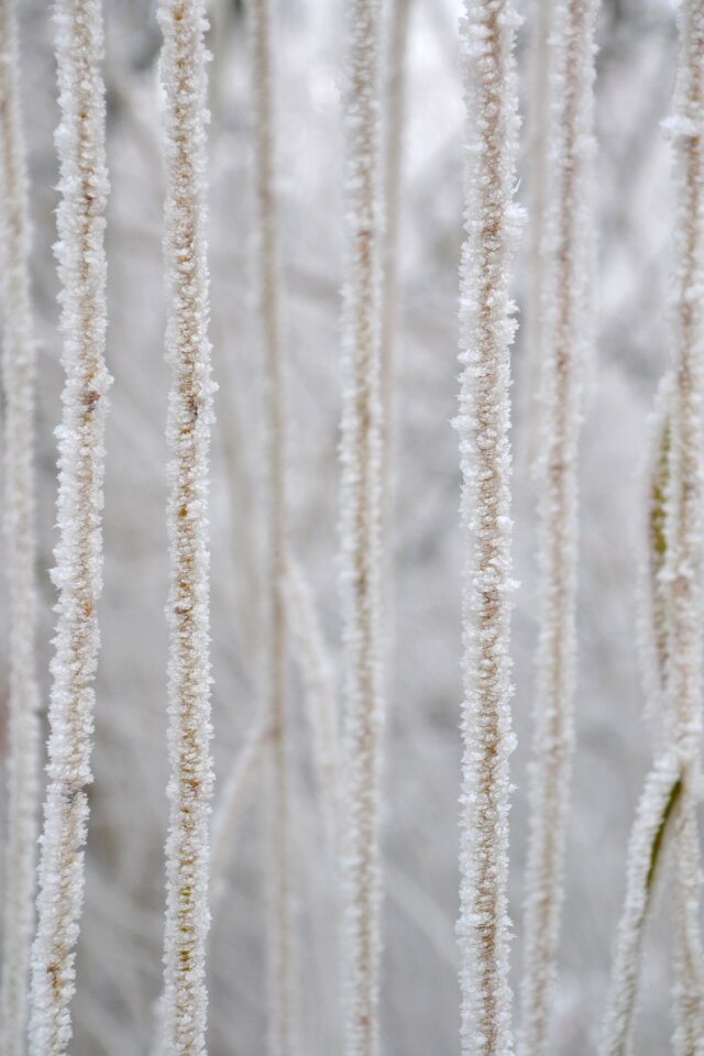 Aesthetic hoarfrost weeping willow close-up