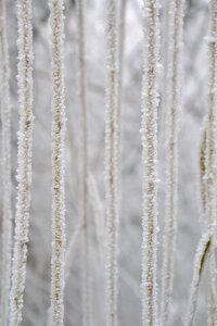 Aesthetic hoarfrost weeping willow close-up