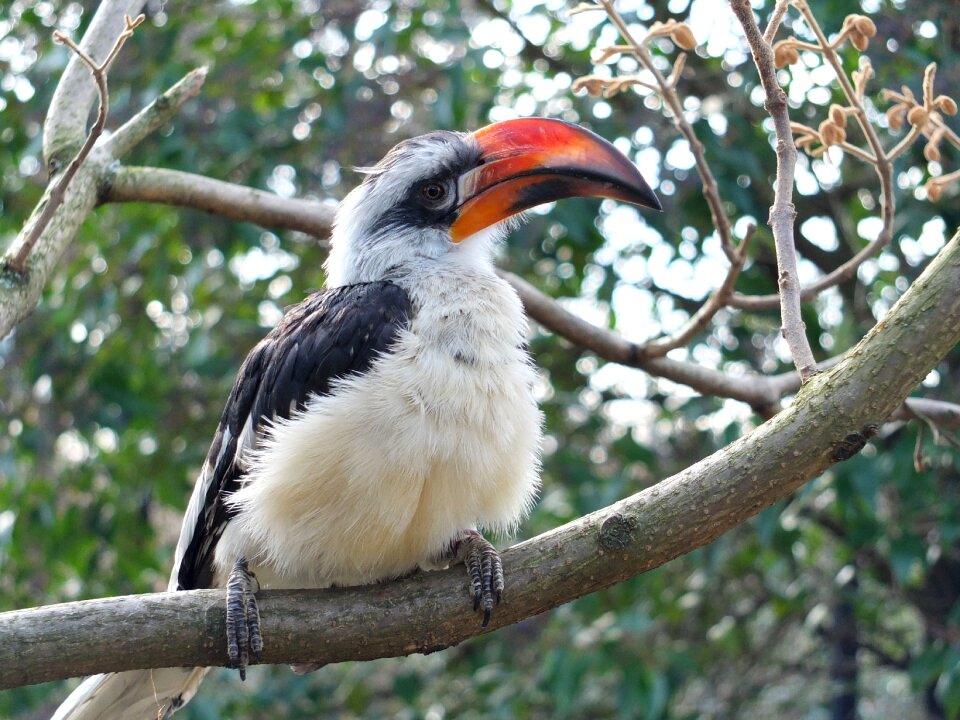 Nature animal