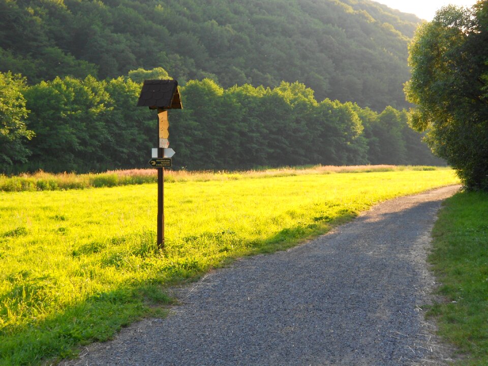 Meadow path summer