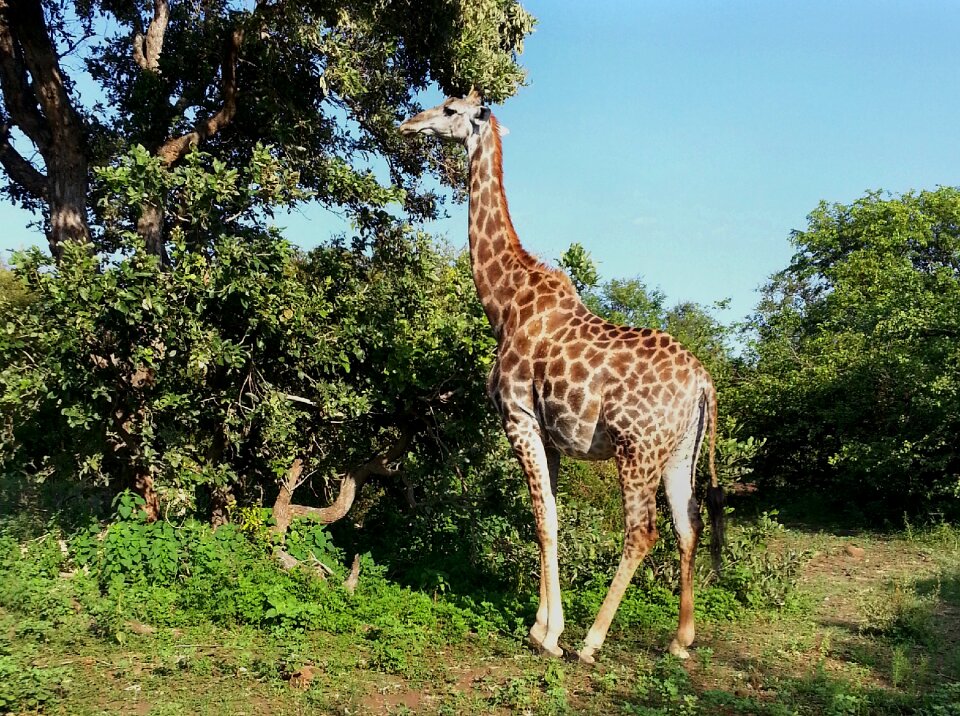 Giraffe south africa kruger national park