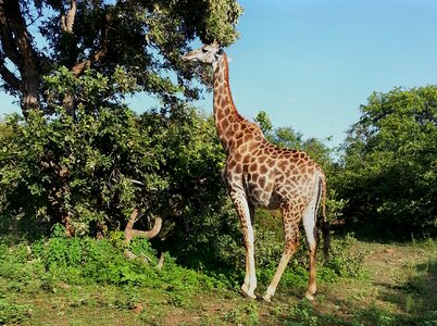 Giraffe south africa kruger national park
