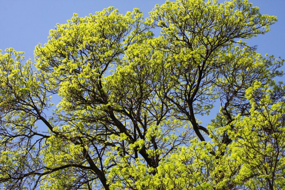 Forest leaves spring
