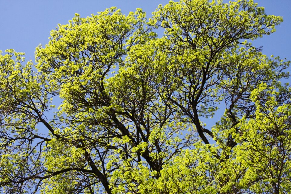 Forest leaves spring photo