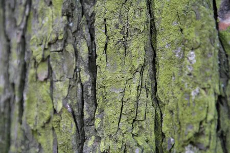 Tribe wood moss