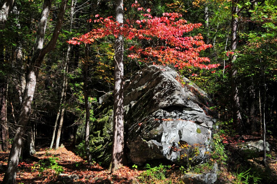 Tree river landscape
