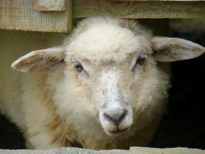 Sheep lamb wool