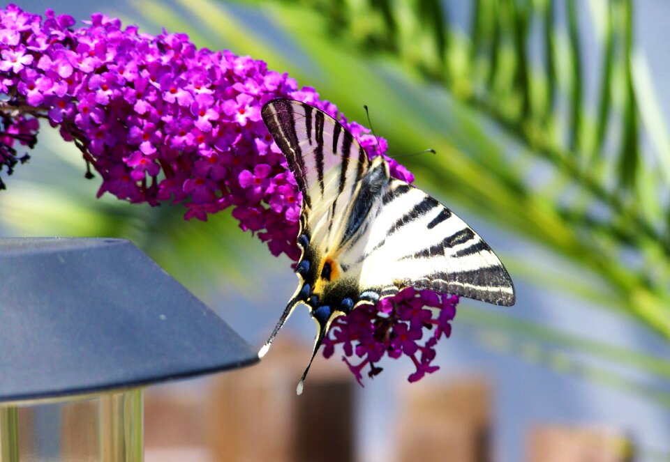 Swallow-tailed butterfly insect animal