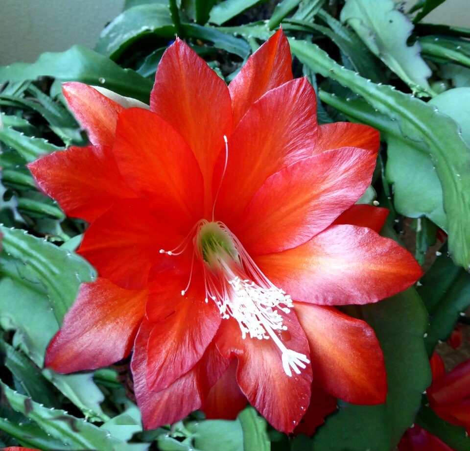 Bloom close up red