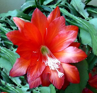 Bloom close up red