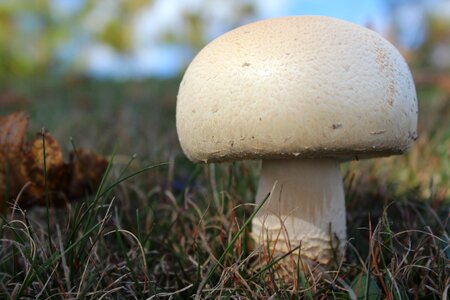 Agaric mushroom nature