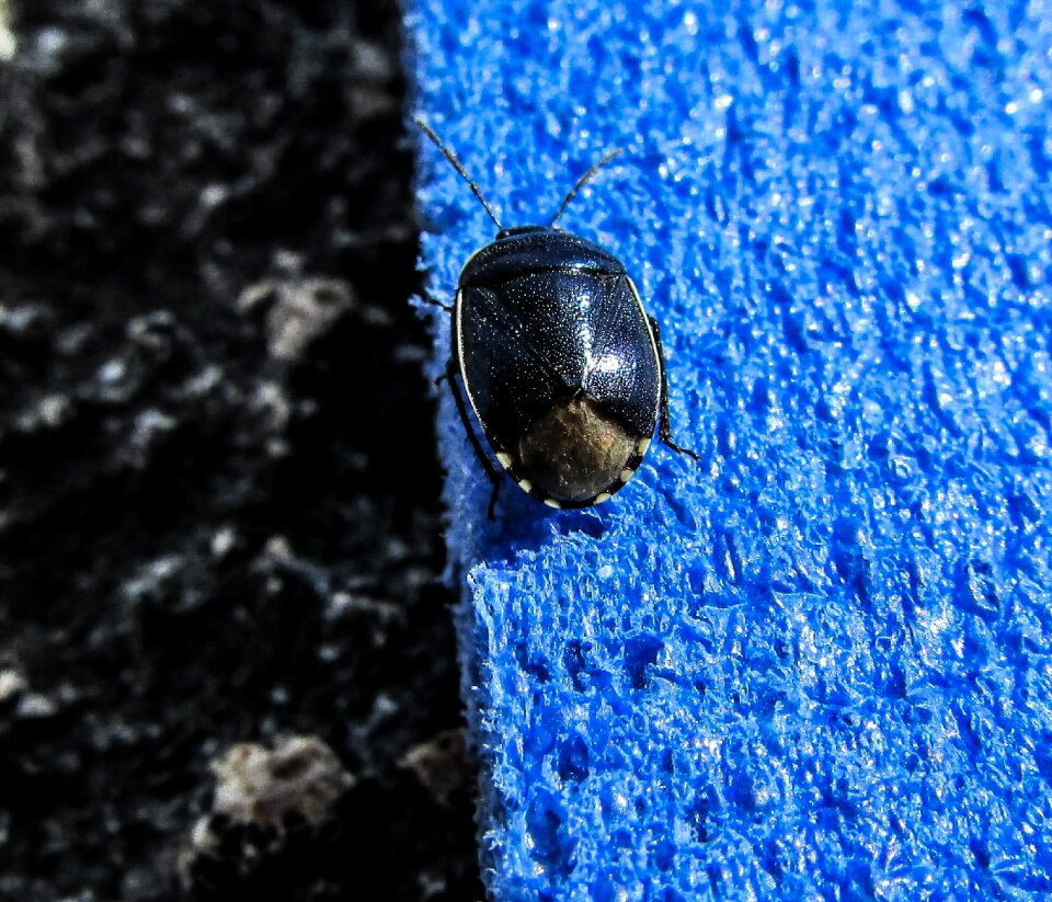 Metallic insect visitor