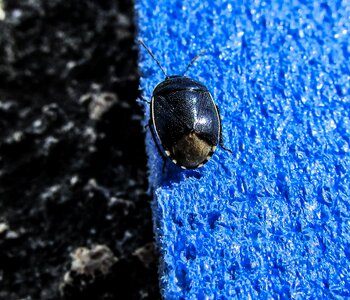 Metallic insect visitor