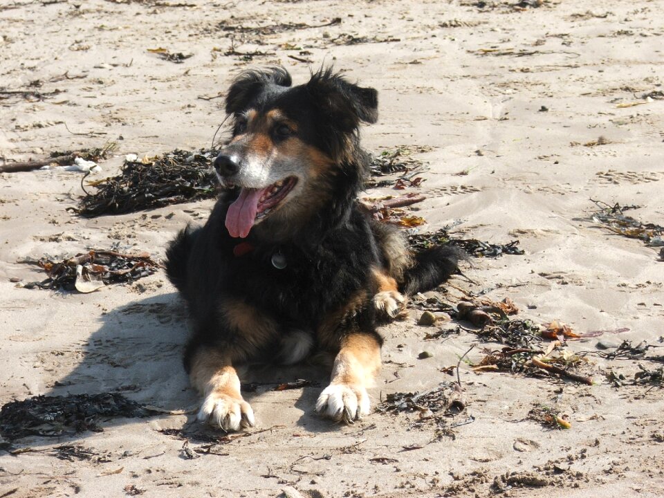 Canine mongrel