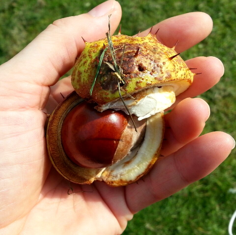Chestnut autumn hand