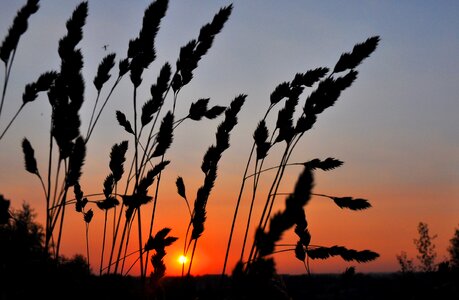 Sunset west grass
