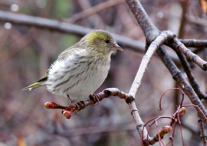 Eurasian siskin female spring photo