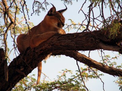 Lux tree namibia