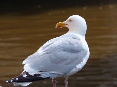 Winged water birds photo