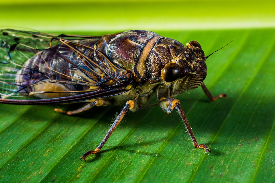 New insect whopper close up photo