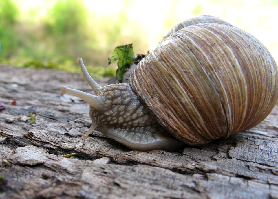 Mollusk nature animal