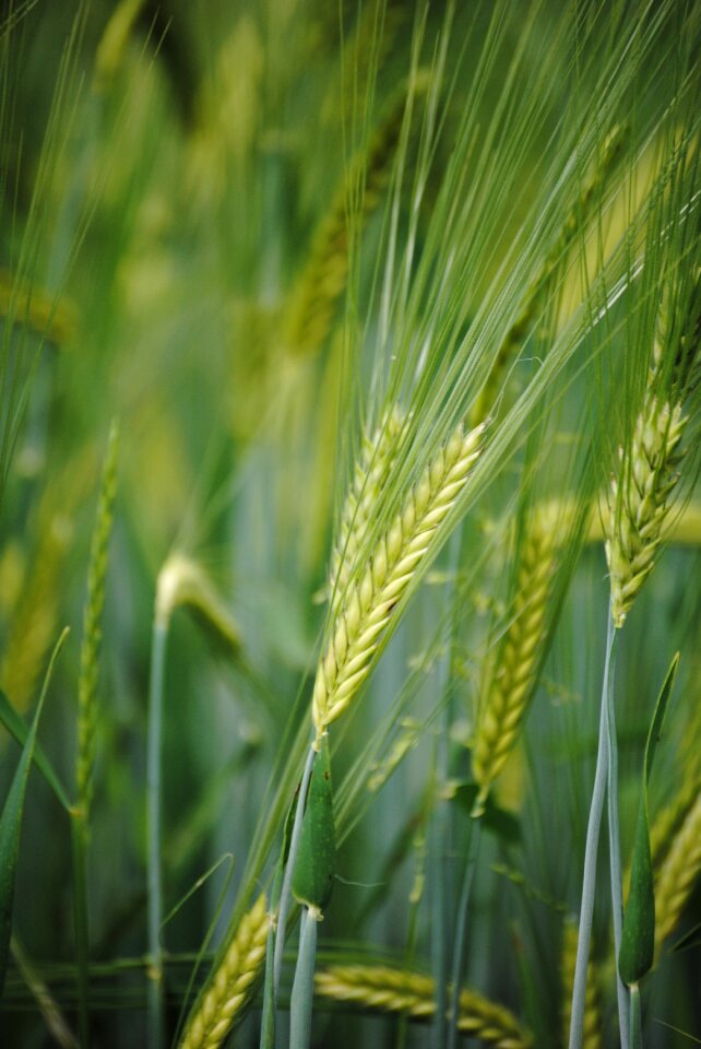Ear cornfield grain of wheat