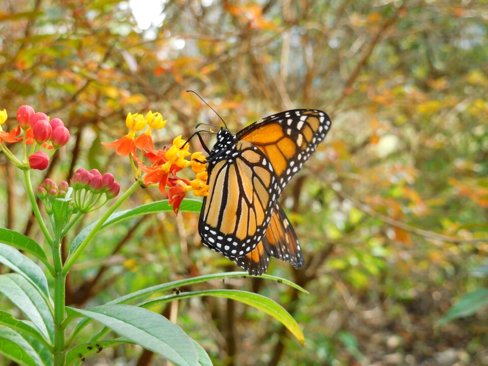 Wildlife natural