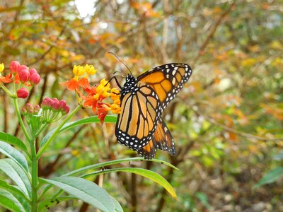 Wildlife natural