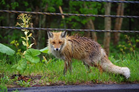 It was wet animal natural
