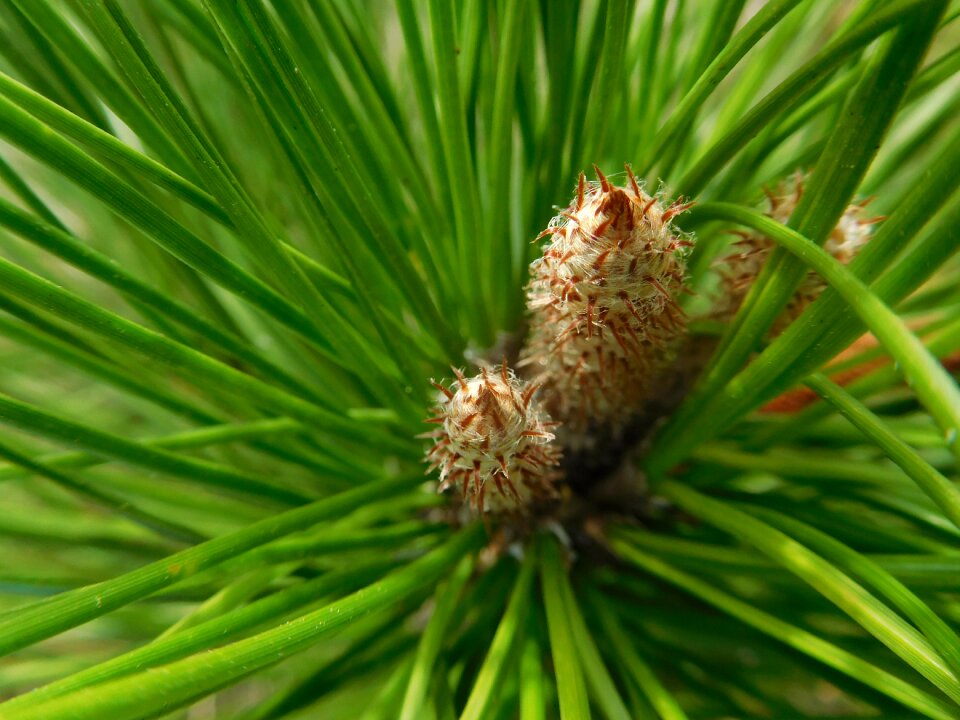 Pine buds botany natural