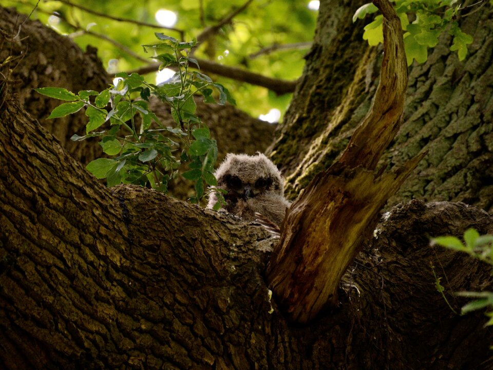 Bird of prey owl hatchery