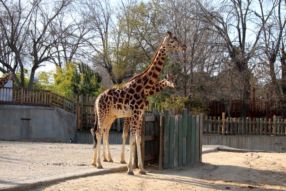 Animal zoo mammal