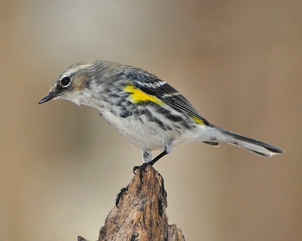 Songbird yellow-rumped wildlife