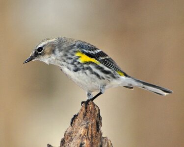 Songbird yellow-rumped wildlife photo
