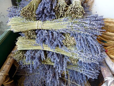 Nature fragrance plant