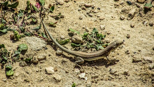 Sand wildlife nature
