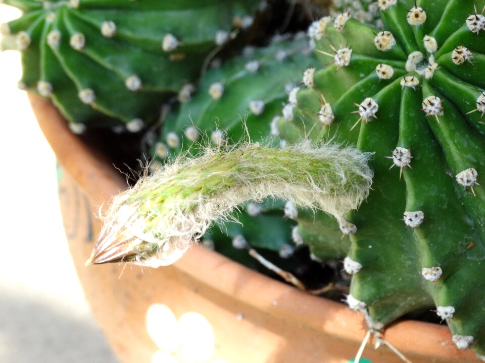 Green plant flower