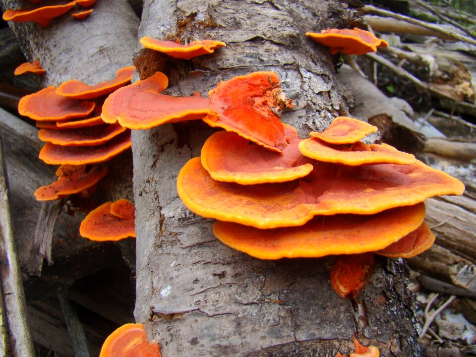 Trunk ear nerve orange