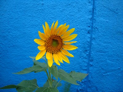 Nature flower garden
