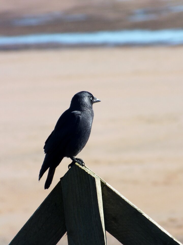 Nature alnmouth northumberland