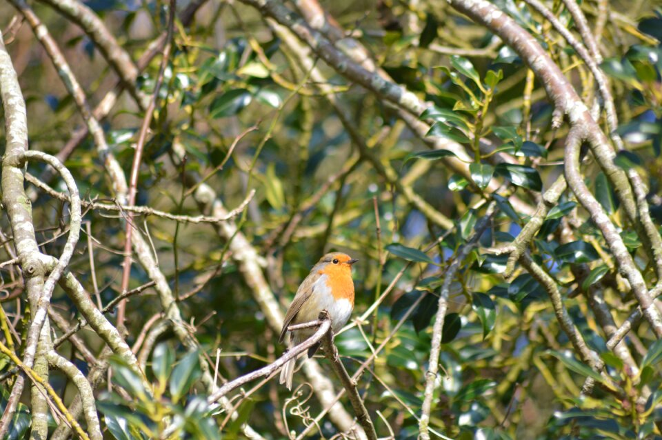 Songbird redbreast perched photo
